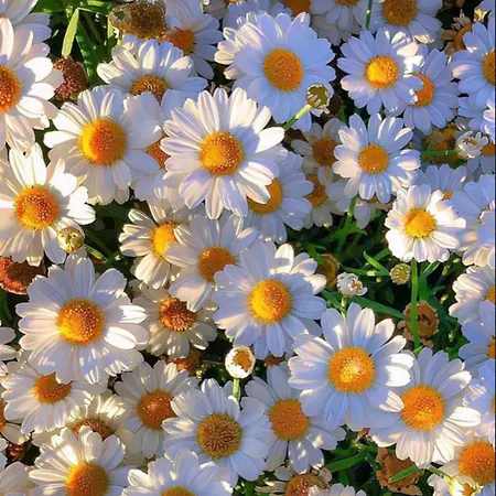 Rahat Bahçeli Polonezköyde Butik Evimiz * İstanbul