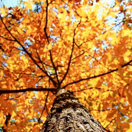Rahat Bahçeli Polonezköyde Butik Evimiz *