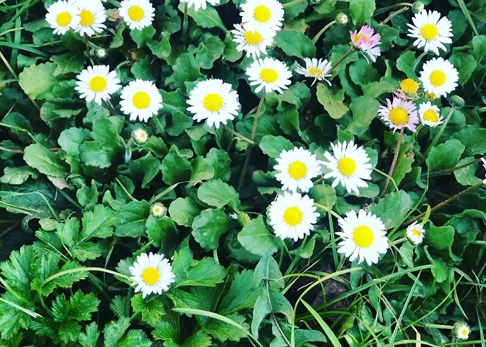 Rahat Bahceli Polonezkoeyde Butik Evimiz * 伊斯坦布尔