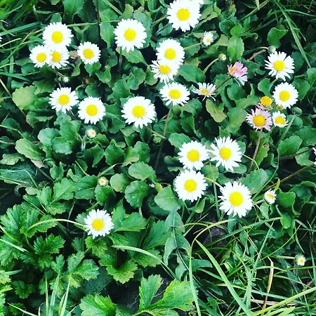 Rahat Bahceli Polonezkoeyde Butik Evimiz * اسطنبول