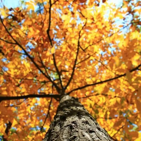 شقة Rahat Bahceli Polonezkoeyde Butik Evimiz