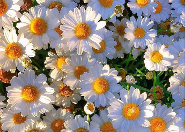 Rahat Bahceli Polonezkoeyde Butik Evimiz * איסטמבול