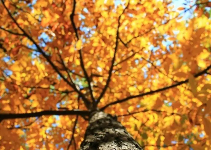 דירה Rahat Bahceli Polonezkoeyde Butik Evimiz