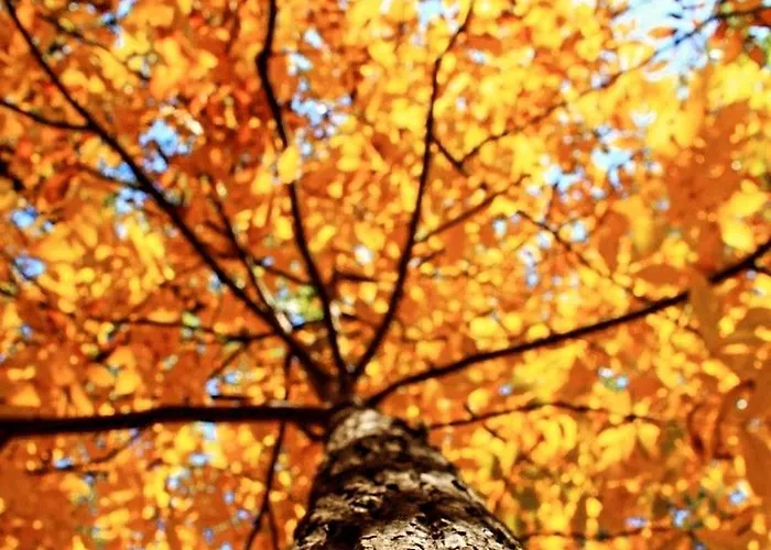 Rahat Bahceli Polonezkoeyde Butik Evimiz *